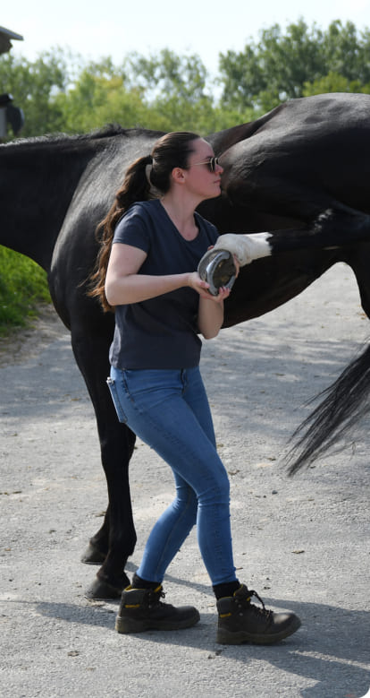 Manipulation d’une lombaire avec prise d’un membre postérieur d’un cheval